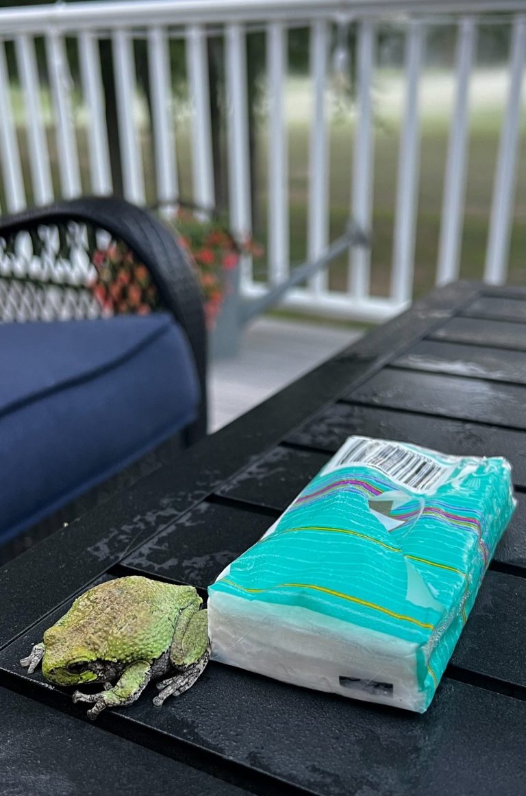 Max as a frog Max as a frog